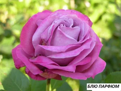 Роза чайно-гибридная Блю Парфюм: купить в Москве саженцы Rosa Blue Parfum в  питомнике «Медра»