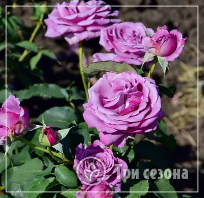 Блю парфюм роза фото фотографии