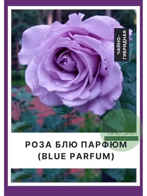 Блю Парфюм (Blue Parfum). - Питомник растений «Cветлый»