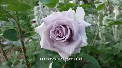 Роза \"Blue Parfum\" купить в питомнике растений с доставкой по Волгограду и  Волгоградской области, саженцы, выращивание, посадка и уход