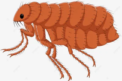 https://ru.pngtree.com/freepng/cartoon-flea-isolated-on-white-background_8078443.html