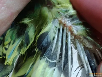 Блохи у попугаев волнистых (100 фото)
