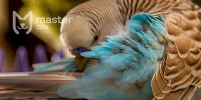 Патагонский (скалистый) попугай