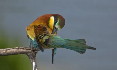 Как вылечить попугая от пероедов (пухоеды, блохи или вши). Лечение попугая # попугаи #лечениепопугаев - YouTube