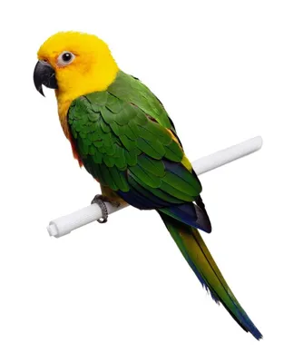 Каким должен быть нормальный помет у попугая - Птицы обзор на Gomeovet