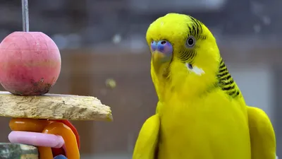Почему попугай срыгивает корм | Блог зоомагазина Zootovary.com