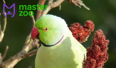 Природа Минерал Зеленое яблоко для средних и волнистых попугаев 18 г  (4001350) - купить на Korm.com.ua