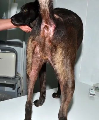 Блошиный аллергический дерматит у собак фото фотографии
