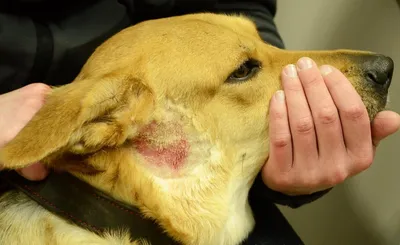 Блошиный аллергический дерматит – лечение в ветеринарной клинике «Амикус  Вет»