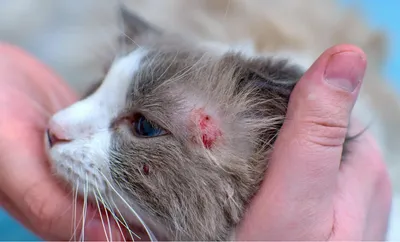 Блошиный дерматит у кошки: Картина большого размера