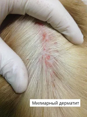 Блошиный дерматит у кошки: Уникальное фото для вашей коллекции