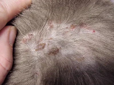 Фотографии блошного дерматита у кошки: Скачать в формате png