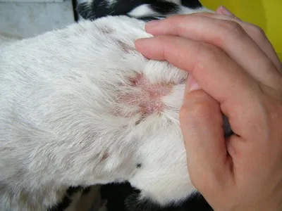 Изображение блошного дерматита у кошки: Яркие цвета и мельчайшие детали