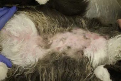 Блошиный дерматит у кошки: Картина с подробными мазками