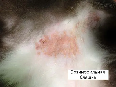 Фото Блошного дерматита у кошки: Бесплатное скачивание в формате jpg