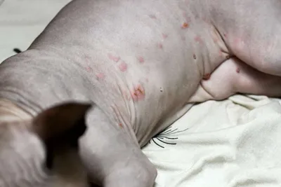 Блошиный дерматит у кошки в качественном изображении: Фото, которое нужно видеть
