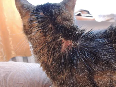 Фотография блошного дерматита у кошки: Скачать бесплатно в хорошем качестве