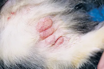 Блошиный дерматит у кошек: Потрясающая картинка для скачивания
