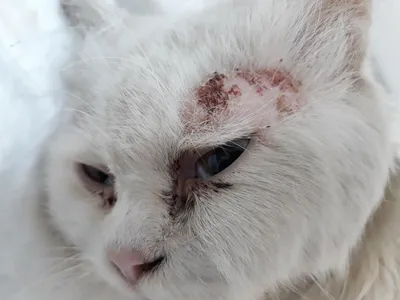 Фото кошки с блошным дерматитом: Захватывающие цвета и детали