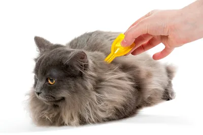 Блошиный дерматит у кошки: Изображение в формате jpg для скачивания бесплатно