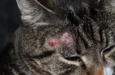 Блошиный дерматит у кошек: Яркий фон для вашего экрана