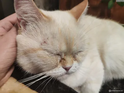 Картинка блошного дерматита у кошки: Фоновое изображение в хорошем качестве