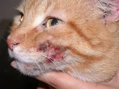 Блошиный дерматит у кошки: Выделяющаяся картинка в формате webp