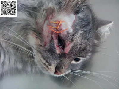 Качественное фото блошного дерматита у кошки: Скачать бесплатно jpg изображение