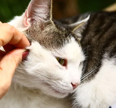 Блошиный дерматит у кошки: Уникальный снимок, который стоит видеть