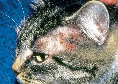 Фотография блошного дерматита у кошки: Изображение в высоком разрешении
