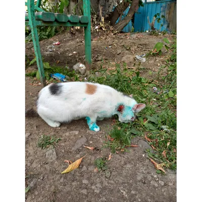 Блошиный дерматит у кошки: Фото для использования в качестве фона
