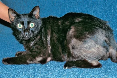 Фото Блошного дерматита у кошки: Бесплатная загрузка в формате png