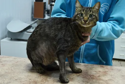 Блошиный дерматит у кошки: Яркое изображение для скачивания