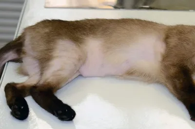 Кошка с блошным дерматитом: Изображение в формате webp