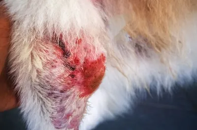 Блошиный дерматит у собак - YouTube