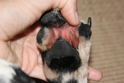 Блошиный аллергический дерматит - Блог о животных