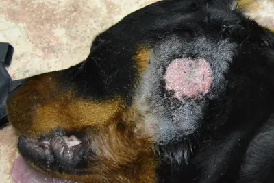 Атопический дерматит у собак: симптомы, схема лечения, препараты
