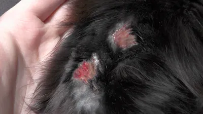 5 симптомов блошиного дерматита у собак | Лапа помощи | Дзен
