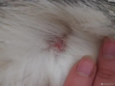Чем лечить блошиный дерматит у собак: симптомы, фото