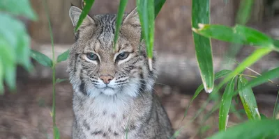 Bobcat | North Carolina Zoo