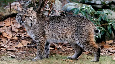 Bobcat | Smithsonian's National Zoo and Conservation Biology Institute