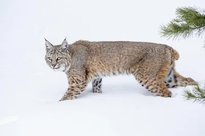Oregonians get chance to catch glimpse of too-cute baby bobcat at High  Desert Museum - oregonlive.com