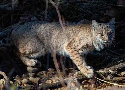 Learn about bobcats | Mass.gov