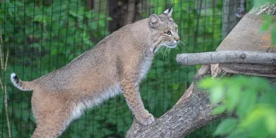 Bobcat | Smithsonian's National Zoo and Conservation Biology Institute