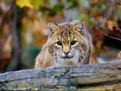 Unusual Urban Bobcat Spotted in Washington, D.C. | Smart News| Smithsonian  Magazine