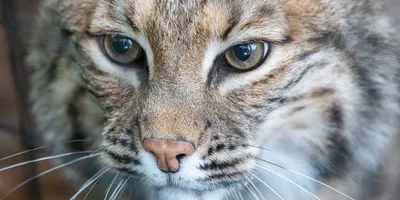 Bobcat Facts, Photos, Sounds, News and Videos