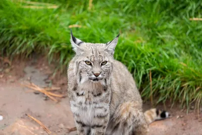 The Surprisingly Common Bobcat | Finger Lakes Land Trust