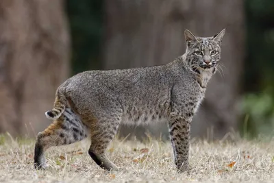 Five facts about stealthy, solitary bobcats | Forest Preserve District of  Will County