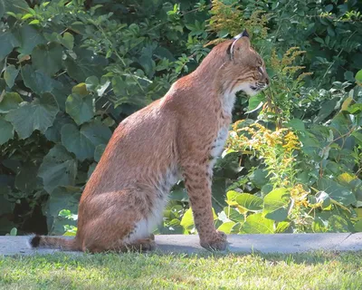 Untrapped Tuesdays presents Eco-hero #3: The Bobcat - Cheyenne, WY Cap City  News