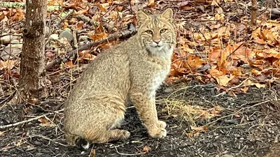Saving Endangered Bobcats in New Jersey | The Nature Conservancy